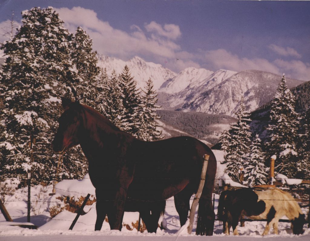In the winter of 1964, these horses were among those watching from local ranches to see if the new ski area would make it. They're at the bottom of what is now Golden Peak.
