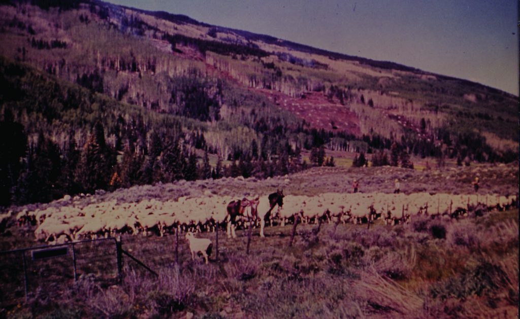 While Vail was being built, local ranchers kept running livestock in the area.