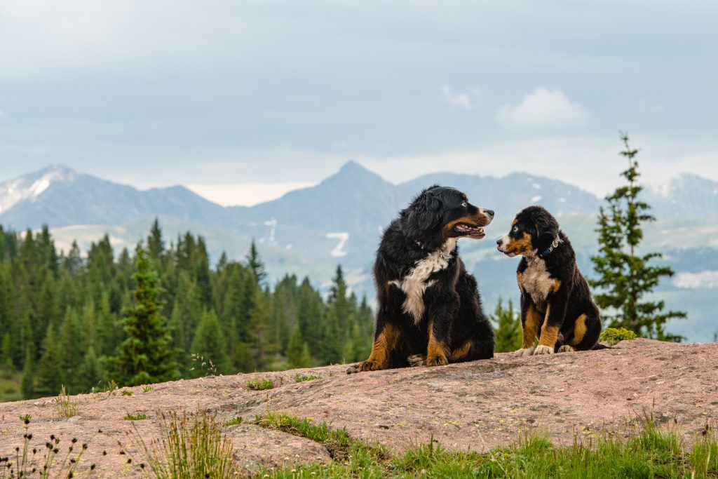 Bernese Mountain Dogs Maui and Sanders take in the view.